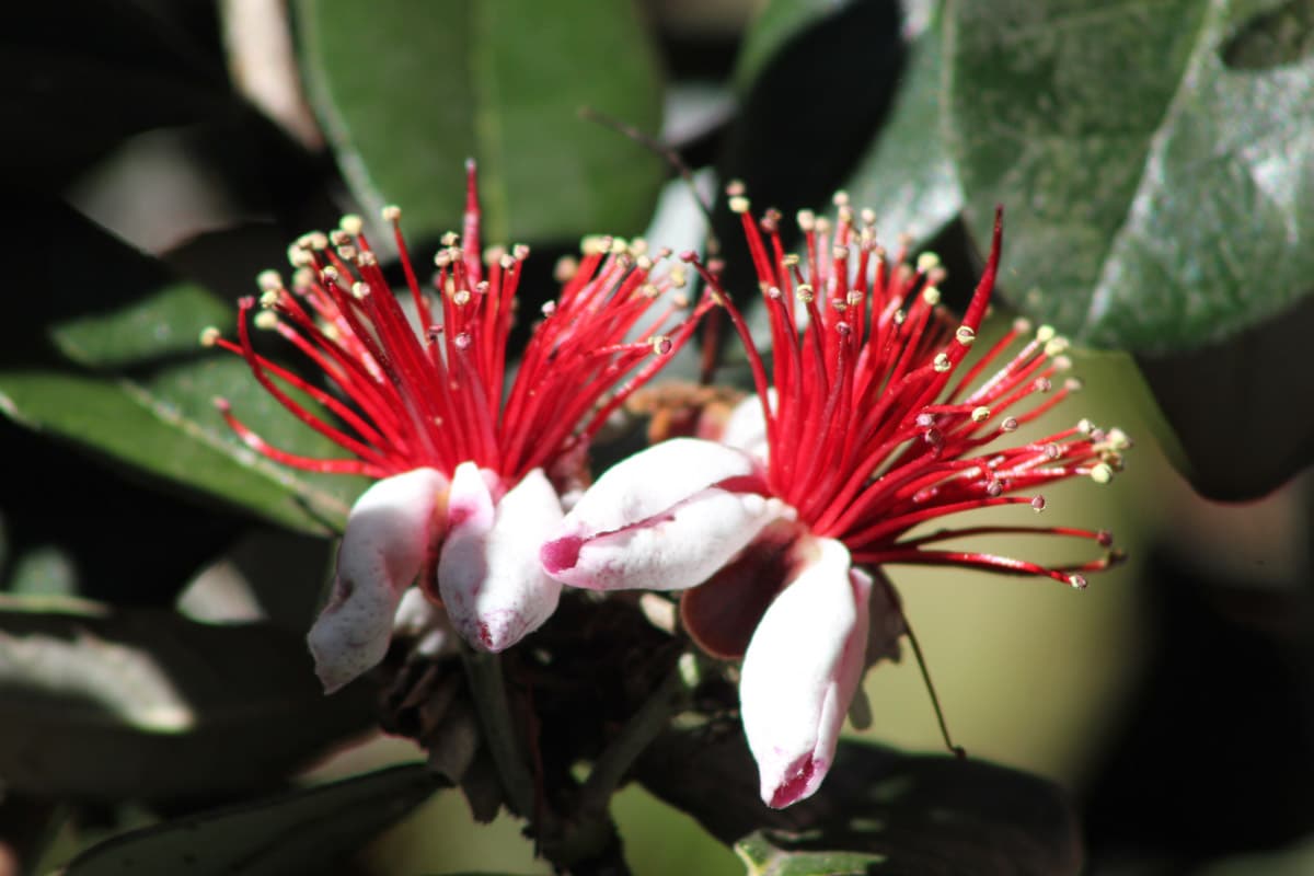 Feijoa flowers